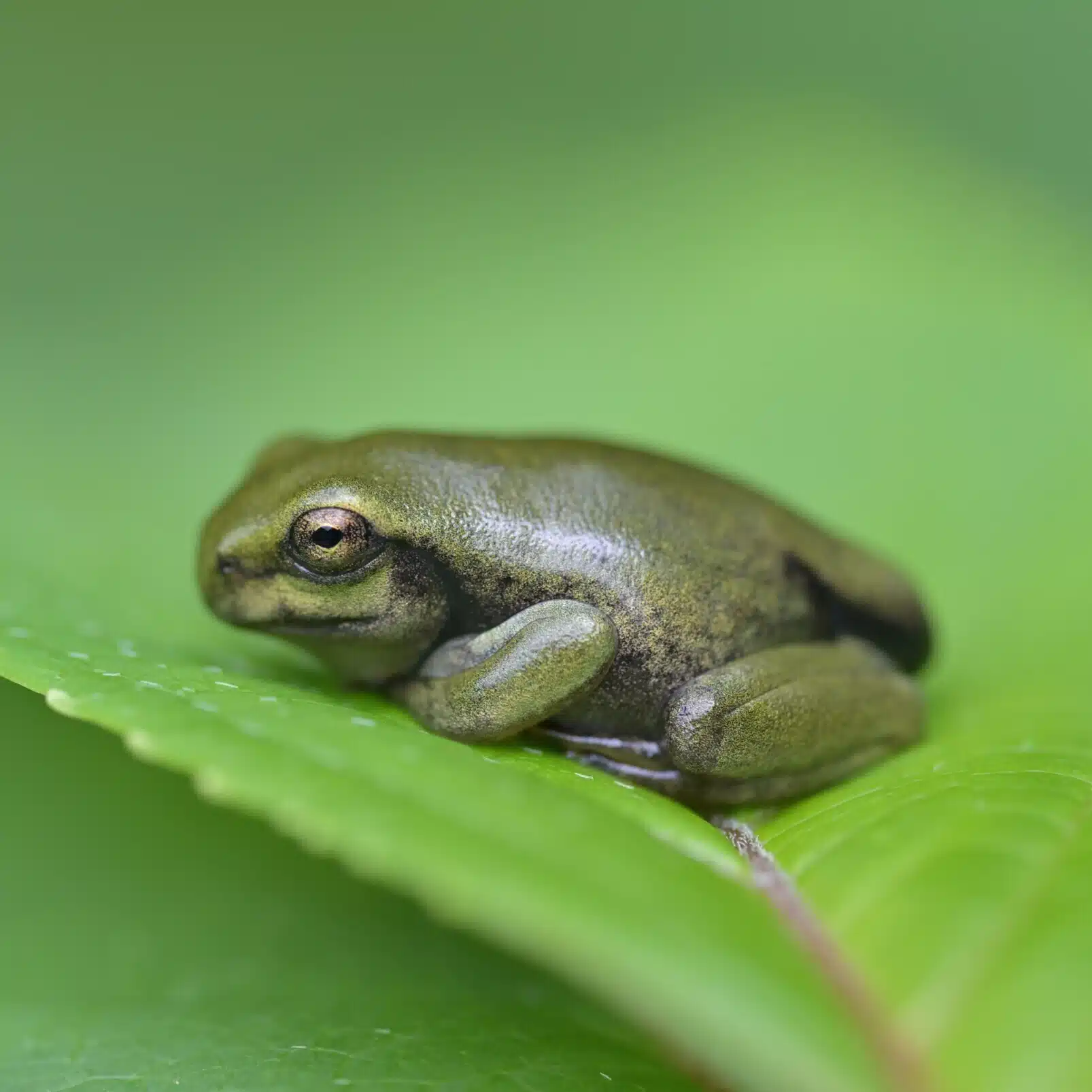 モリノムコウニ