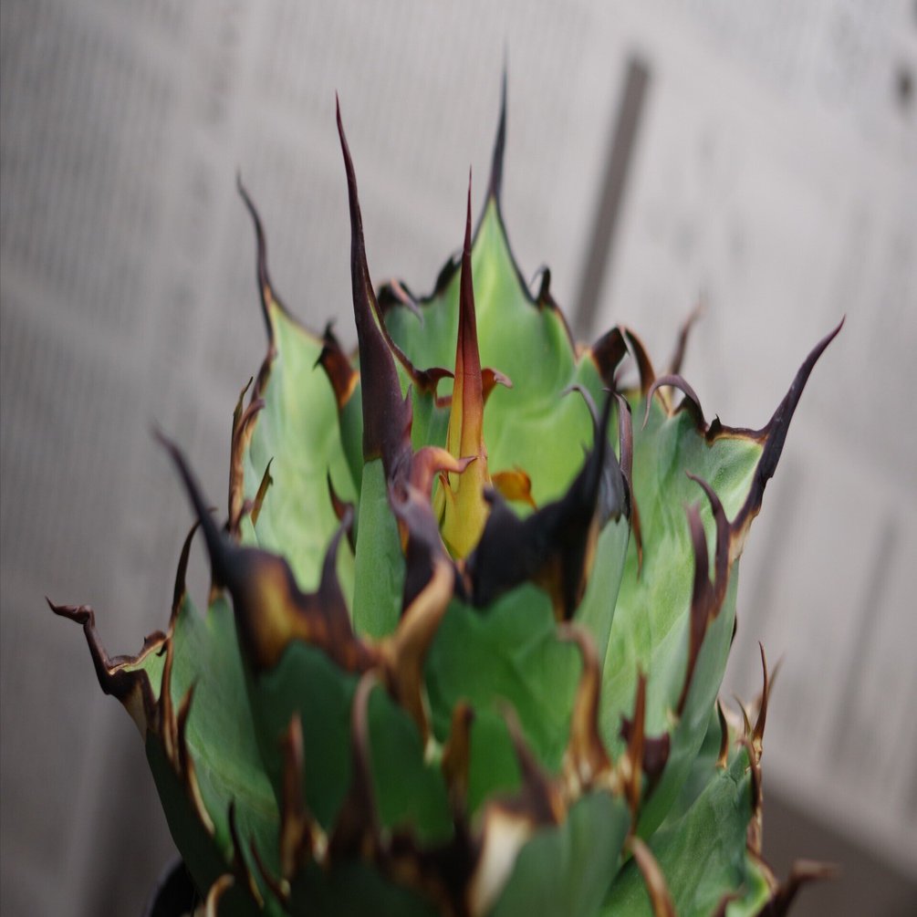 紹介】アガベ ハデス｜やるふ YALF ＠アガベ