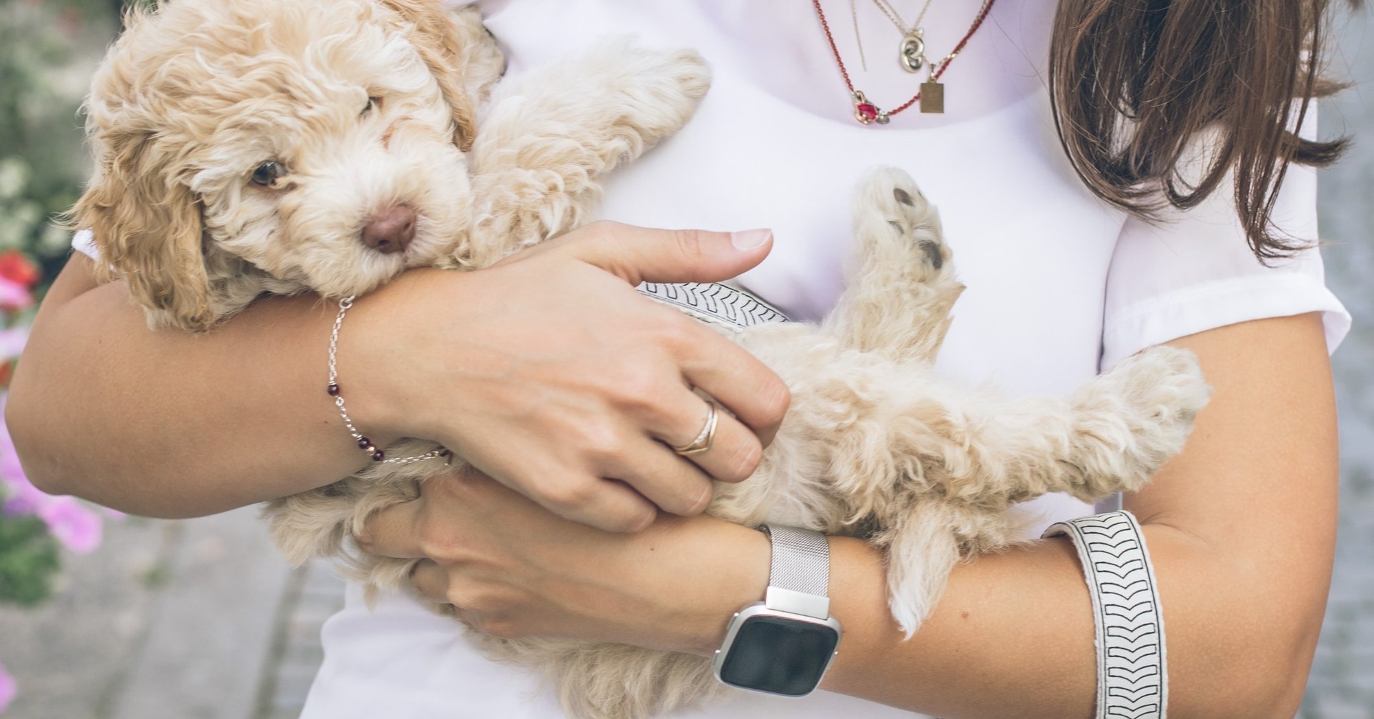 未経験でトリマーへ 転職可能なの ぺット職業マニア Note 未経験でトリマーへ 転職可能なの ぺット職業マニア Note