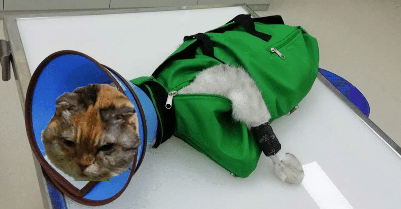 猫袋 放置点滴 Shichuan Note 猫袋 放置点滴 Shichuan Note