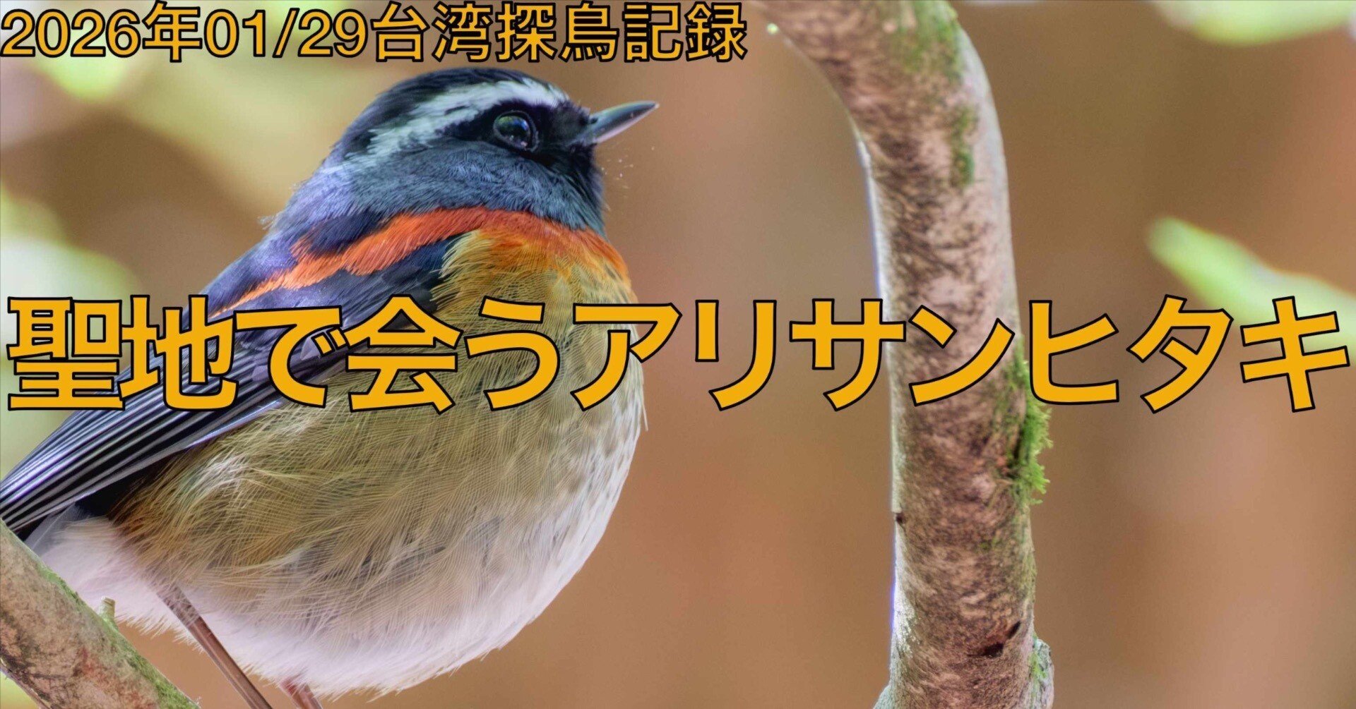 台湾野鳥観察記｜台北から阿里山へ。茶畑の里・石棹と、聖地で出会う