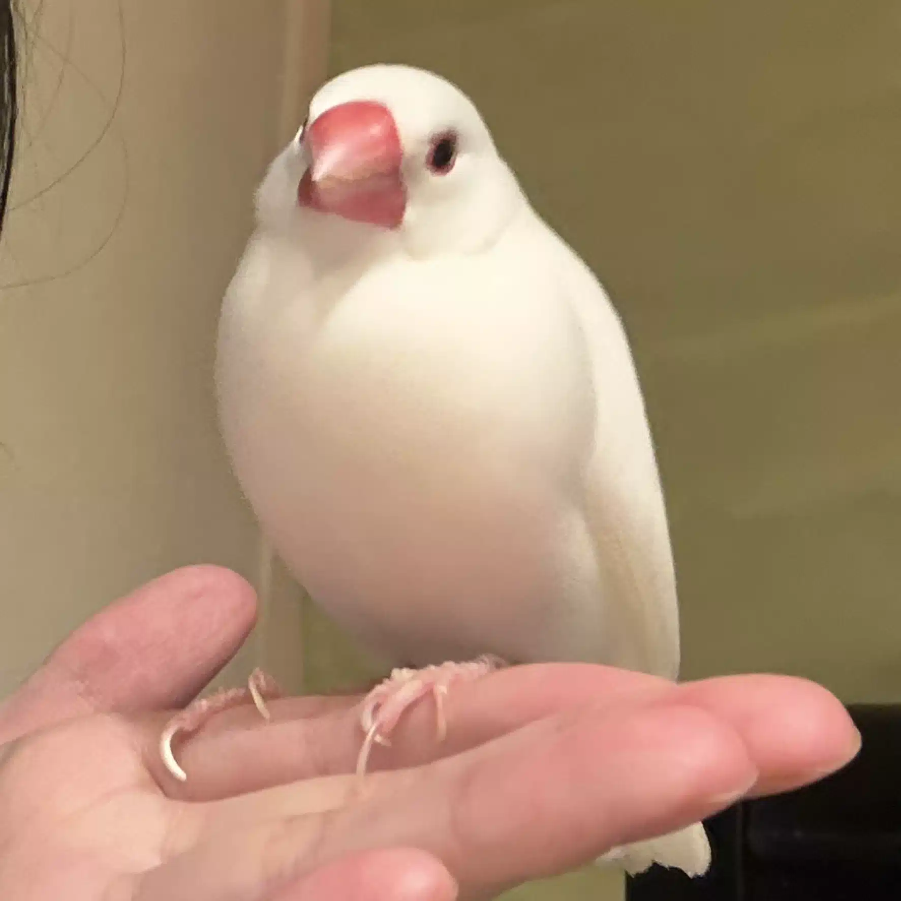 白文鳥