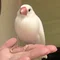 白文鳥