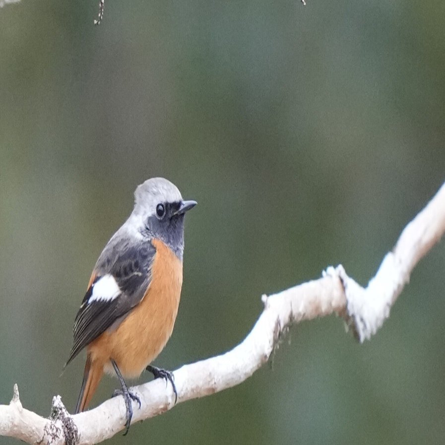 野鳥】2026-2 20260207｜Chacoder