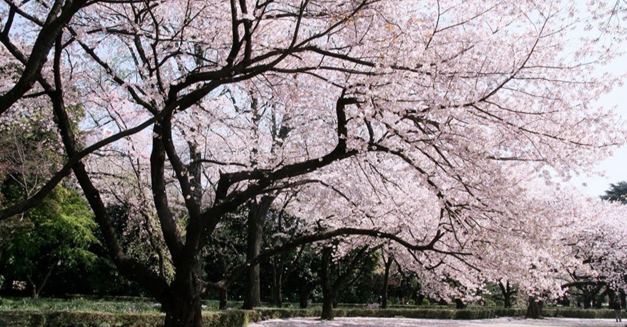 連載 学校の樹木トップ 第1位 サクラ 林 将之 Masayuki Hayashi Note 連載 学校の樹木トップ 第1位 サクラ 林 将之 Masayuki Hayashi Note