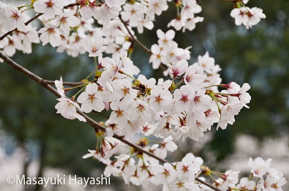 2ソメイヨシノ花2