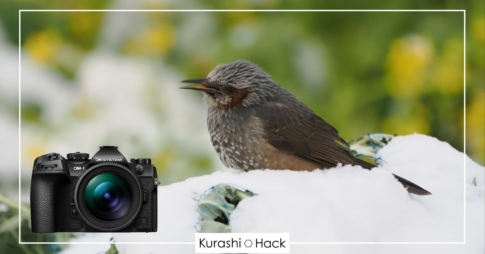 雪だ！野鳥を撮りにいこう！【OM-1 Mark II + 100-400mm II 実写