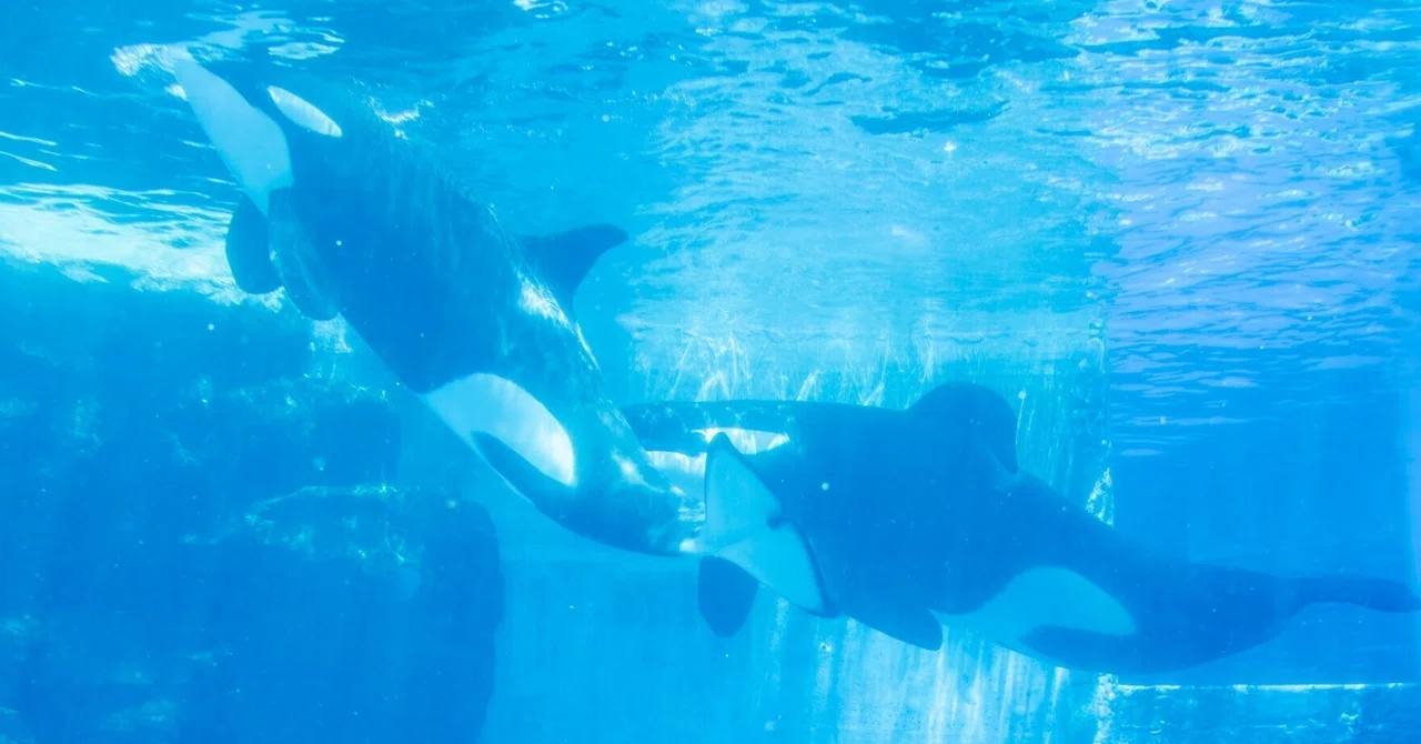 名古屋でシャチを見よう(名古屋港水族館/熱田神宮)｜浅利