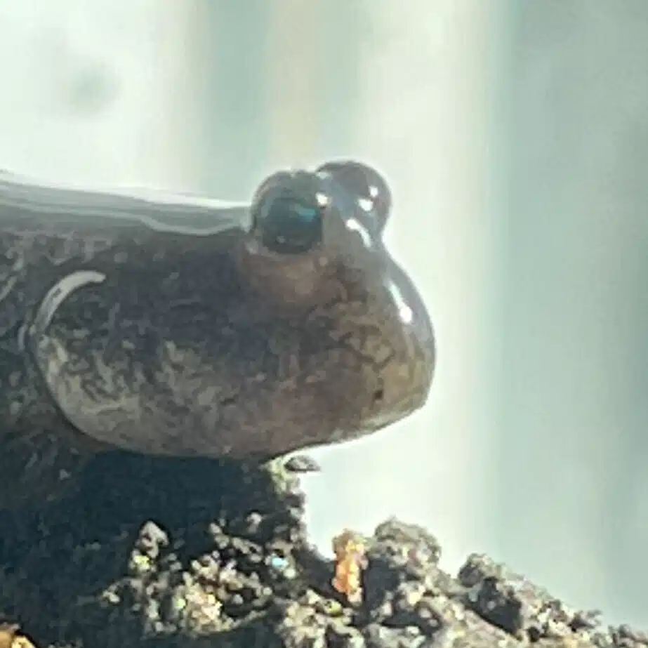 2355toby, Toby the Mudskipper