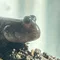 2355toby, Toby the Mudskipper
