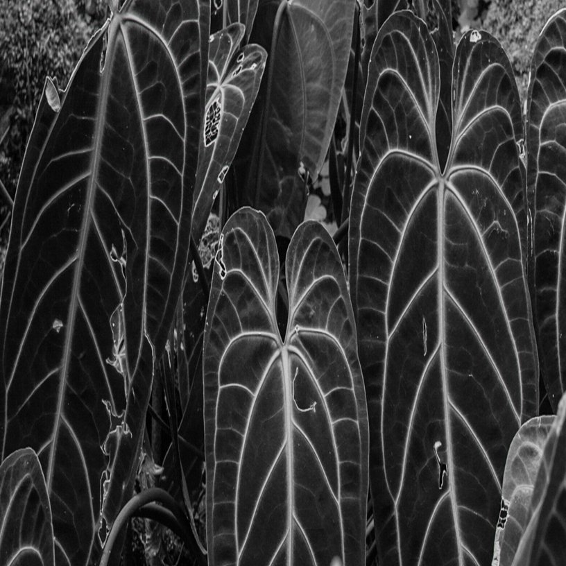 Foveonセンサーの魔力 - SIGMA DP2 merrill｜ももねこ / DUCK WORKS