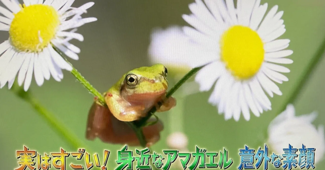 Not Just Cute: The Japanese Tree Frog's Amazing Physical Abilities