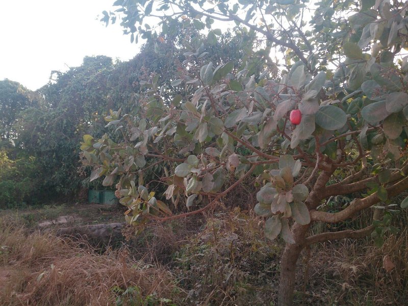 カシューナッツの実を食べた話 草野シバ Note