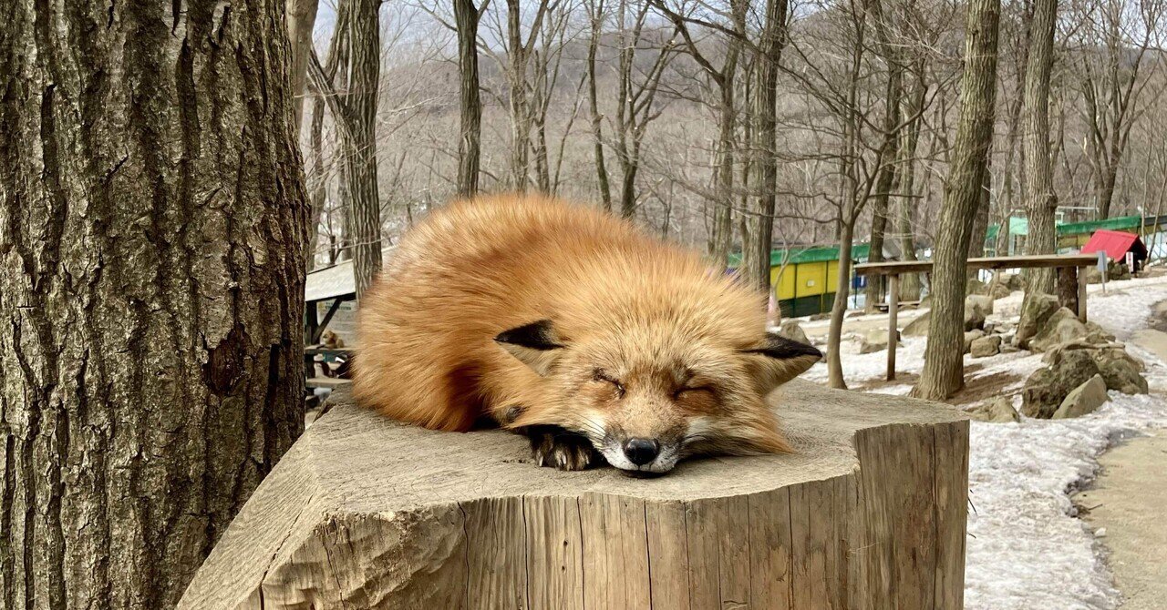 キツネ村にいってきた｜傘籤