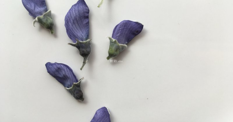 Study44 フジの花を鮮やかに形よく乾燥させる方法 野菜labo 田野実 温代 Note Study44 フジの花を鮮やかに形よく乾燥させる方法 野菜labo 田野実 温代 Note