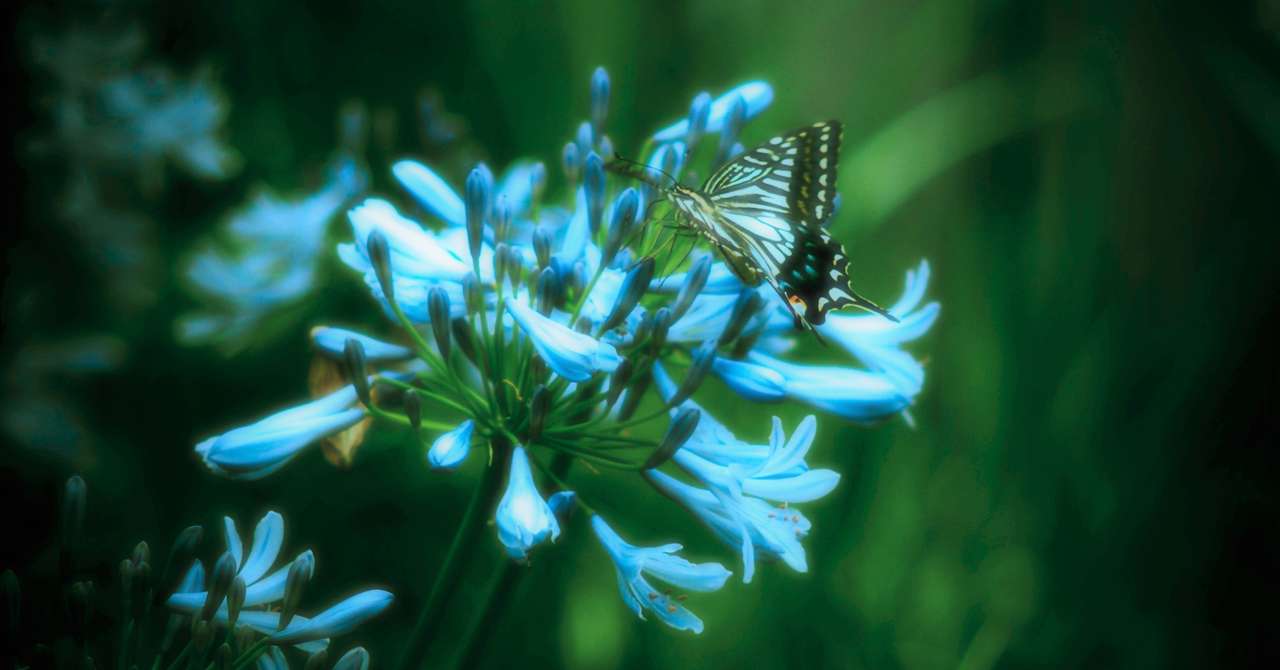 Rs Lyrics エメラルドアゲハ 紅葉 Reasnot Note