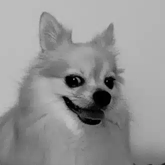 Kuma