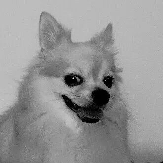 Kuma