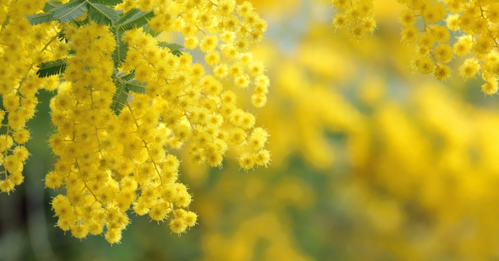 Mimosa! Mimosa! Mimosa!｜ichirin