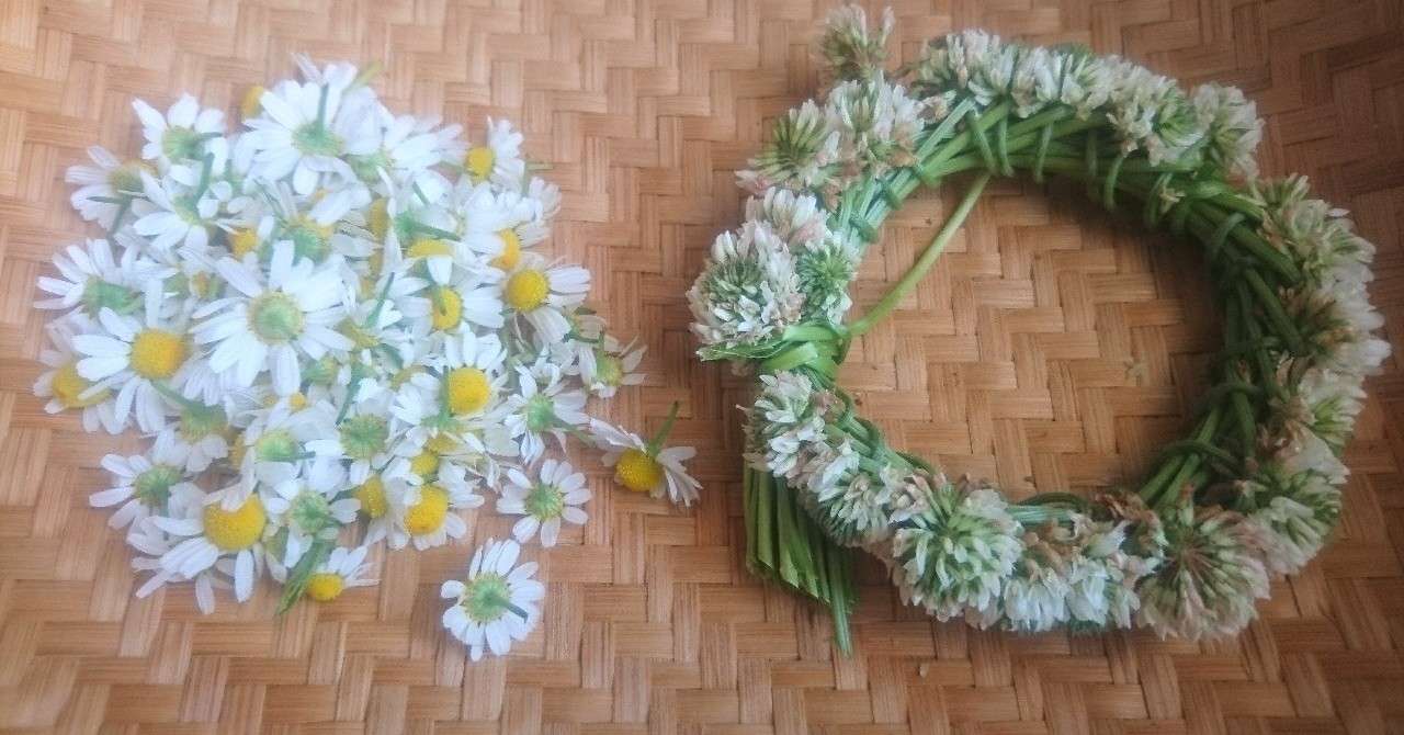 シロツメクサの花冠 りんごの木 Note