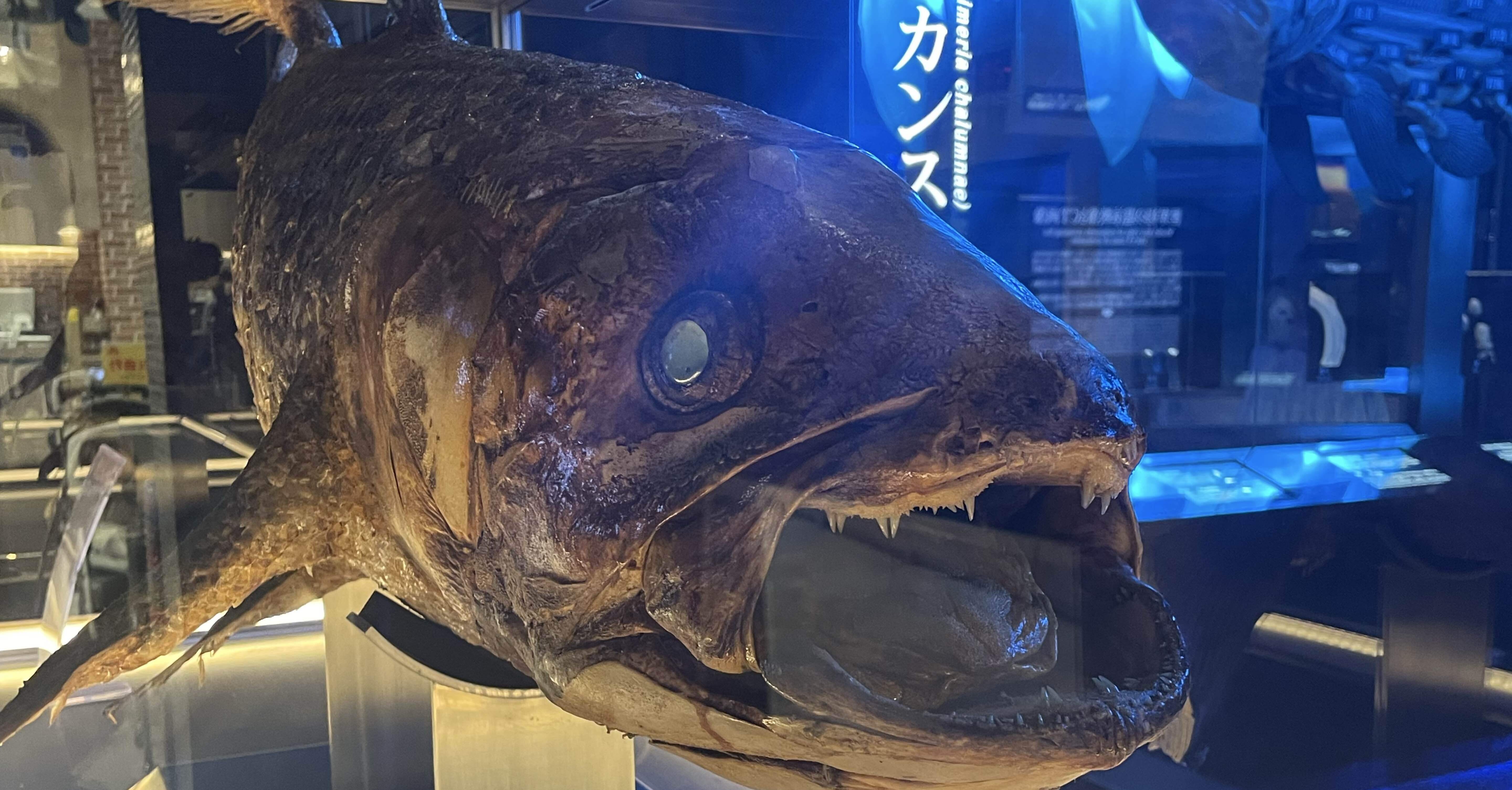 沼津深海水族館に｢生きた化石｣を見に行くぞ!! 静岡一人旅後編｜街灯
