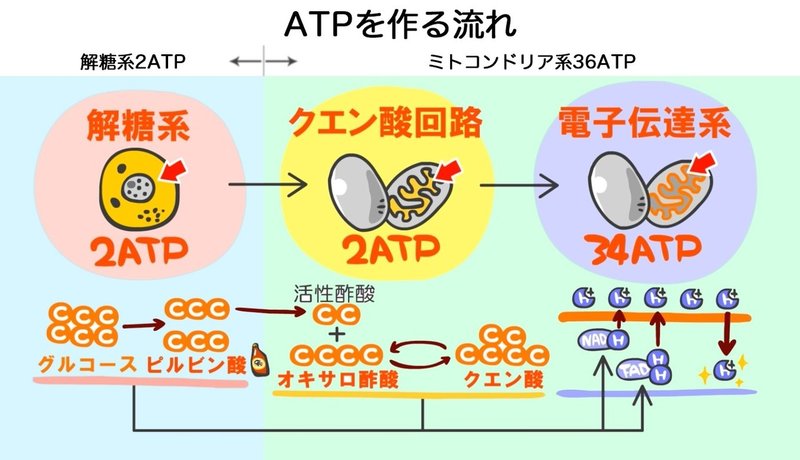 ATPを作る流れ