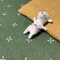 ドクダミ