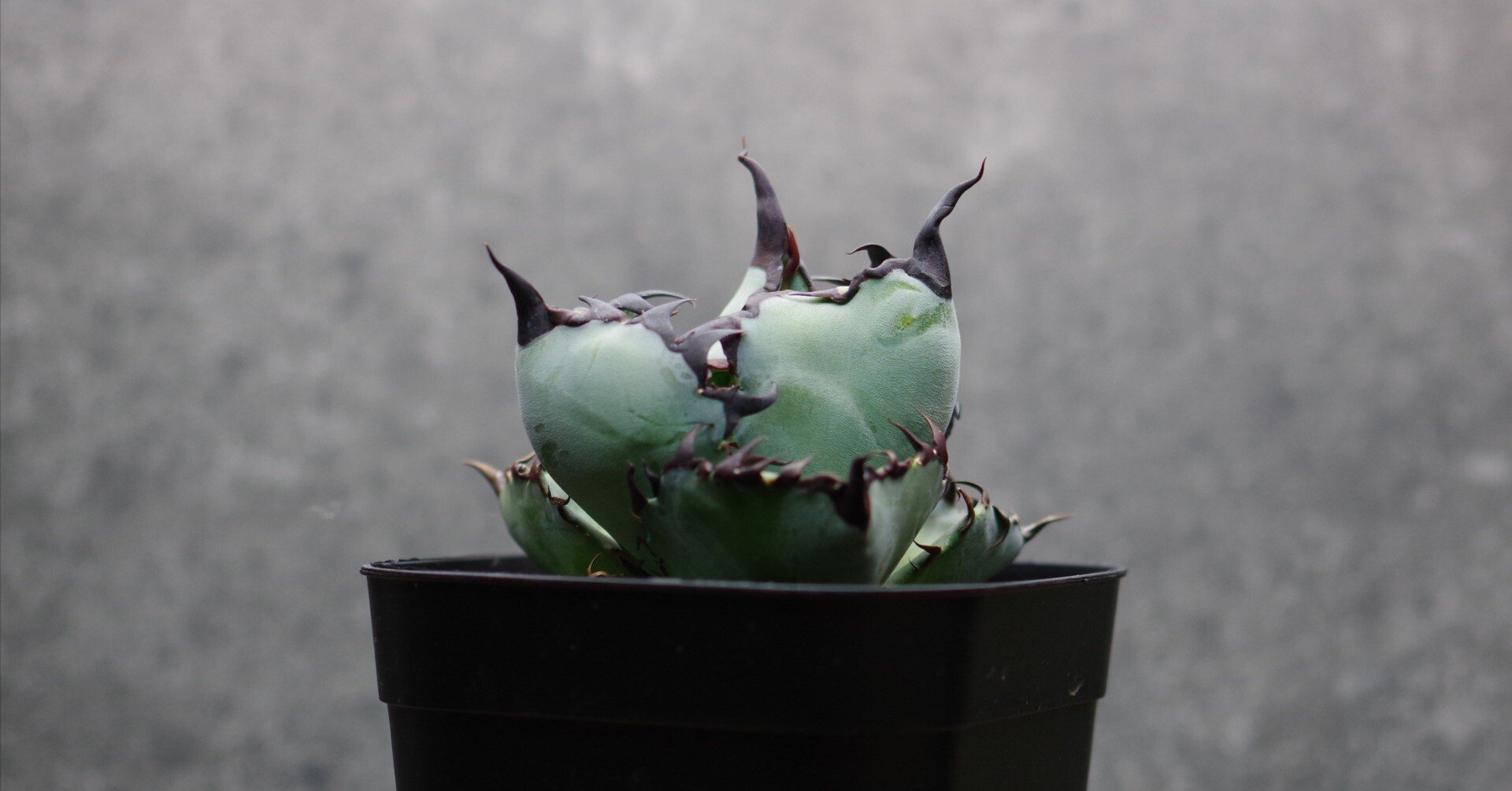 アガベに至るまで①観葉植物の水耕栽培｜やるふ YALF ＠アガベ