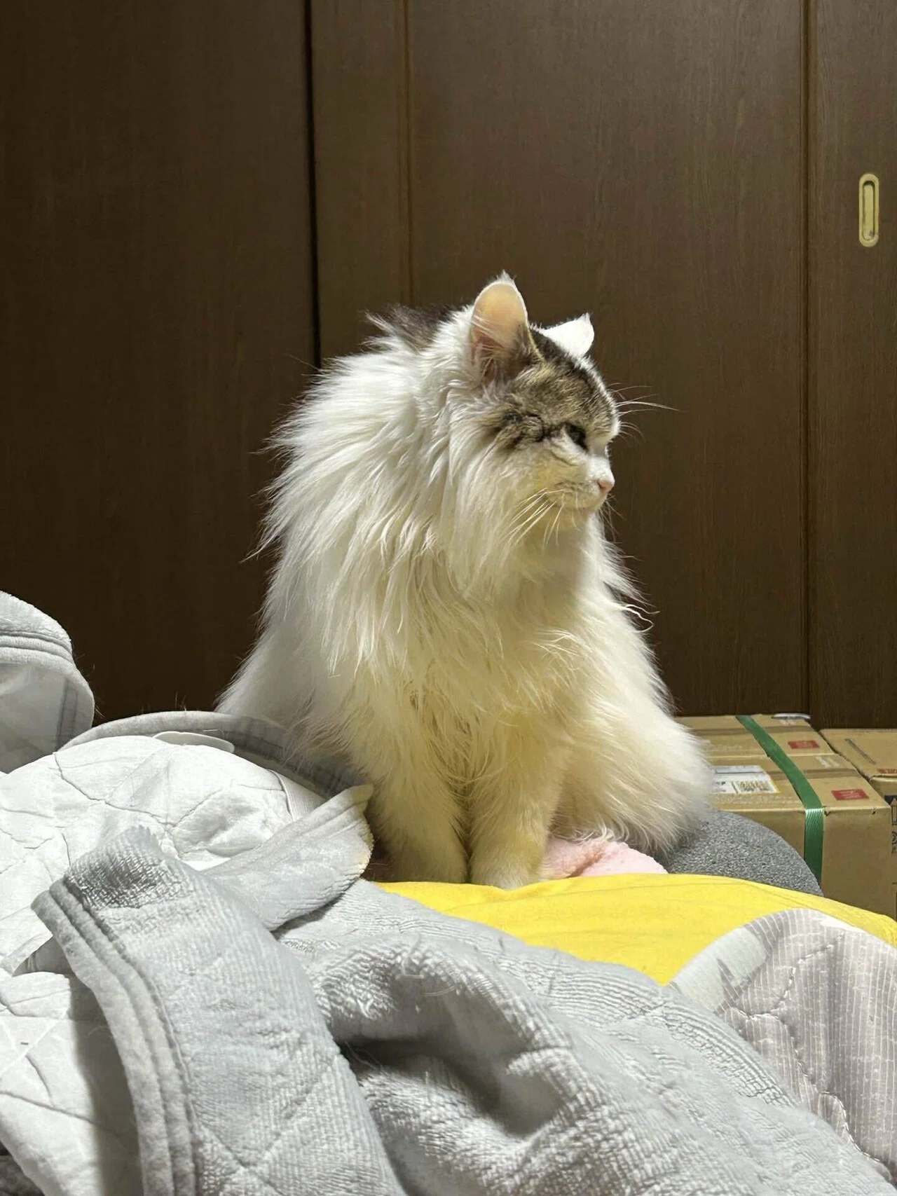 ボス猫は、無双する。｜猫様とごはん
