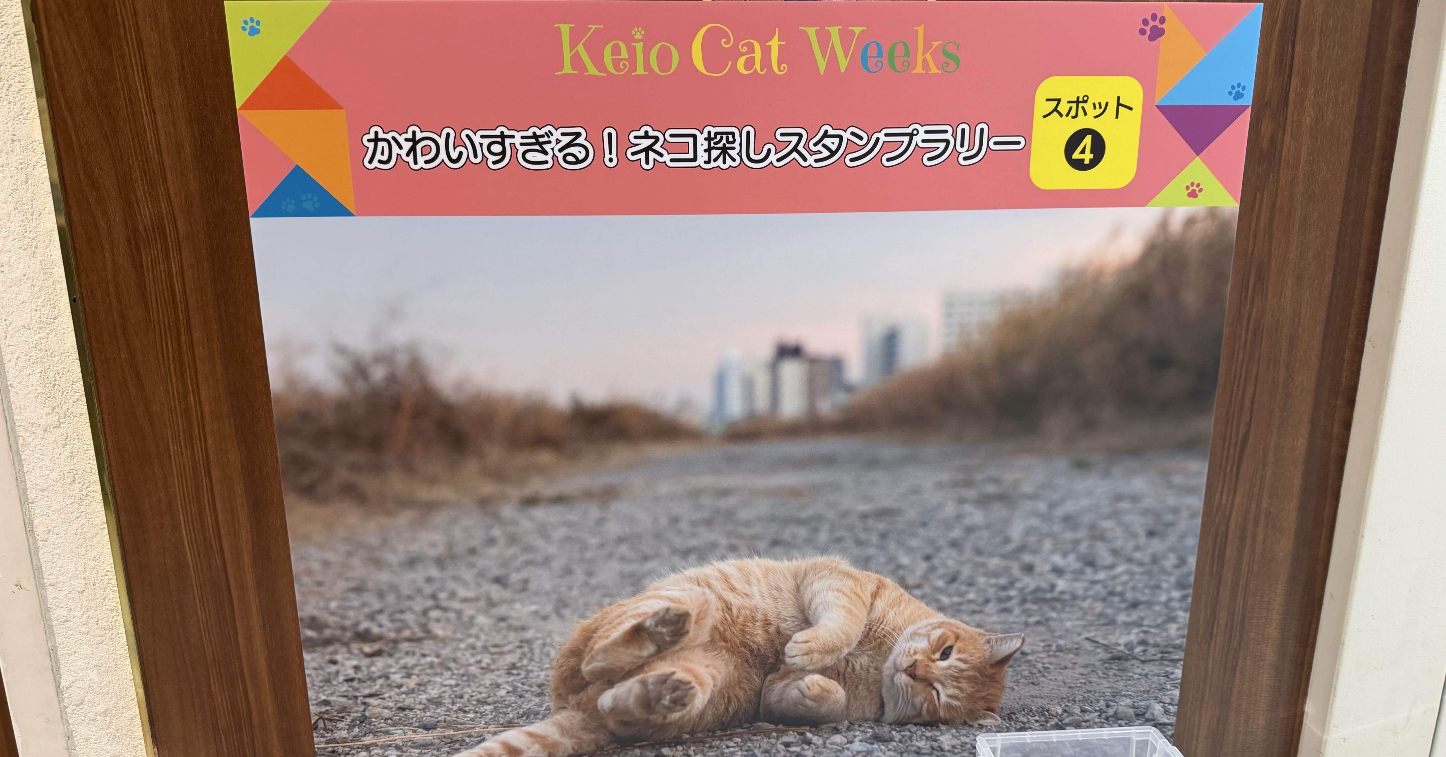 雑記 1546 猫を探せ｜yayayasu