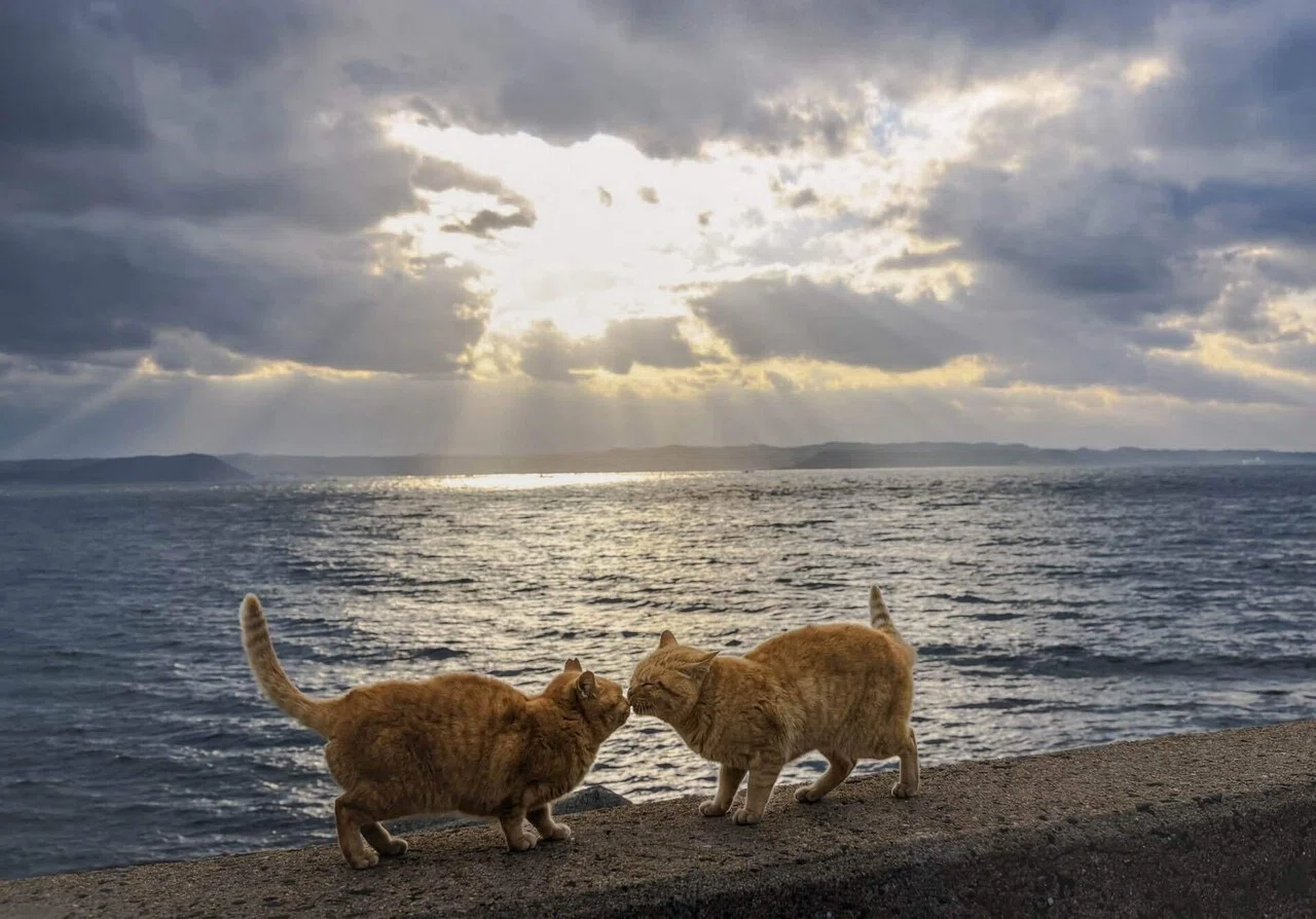 ねこ 楽天市場】無添加 安心 国産 猫のおもちゃ [ 無染色 猫おもちゃ 選べる