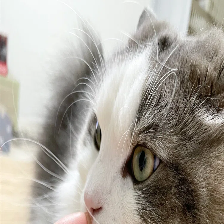 髭も長い猫｜みちゅねこ