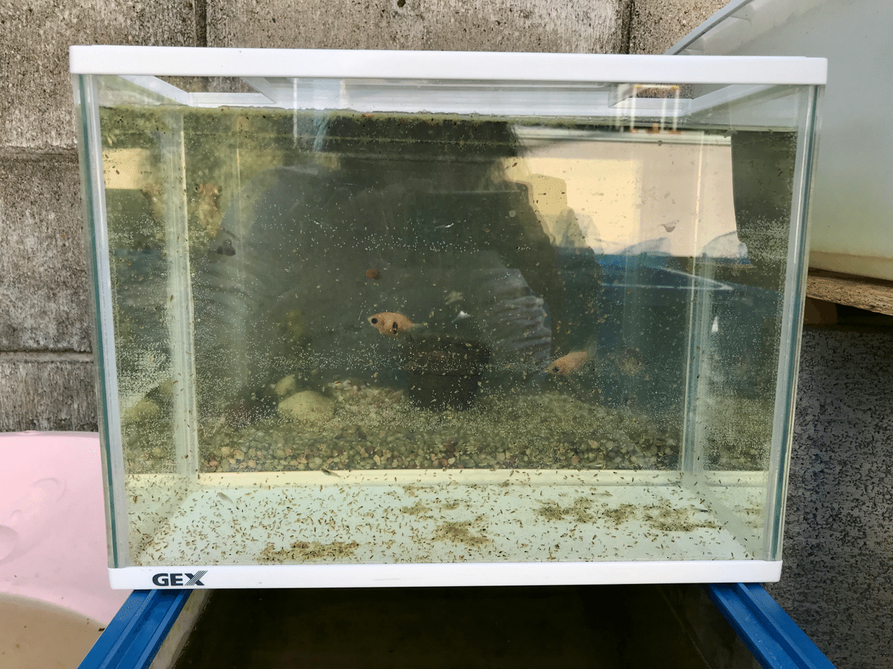 メダカ沼のための飼育ケース Funnythingz Note メダカ沼のための飼育ケース Funnythingz Note