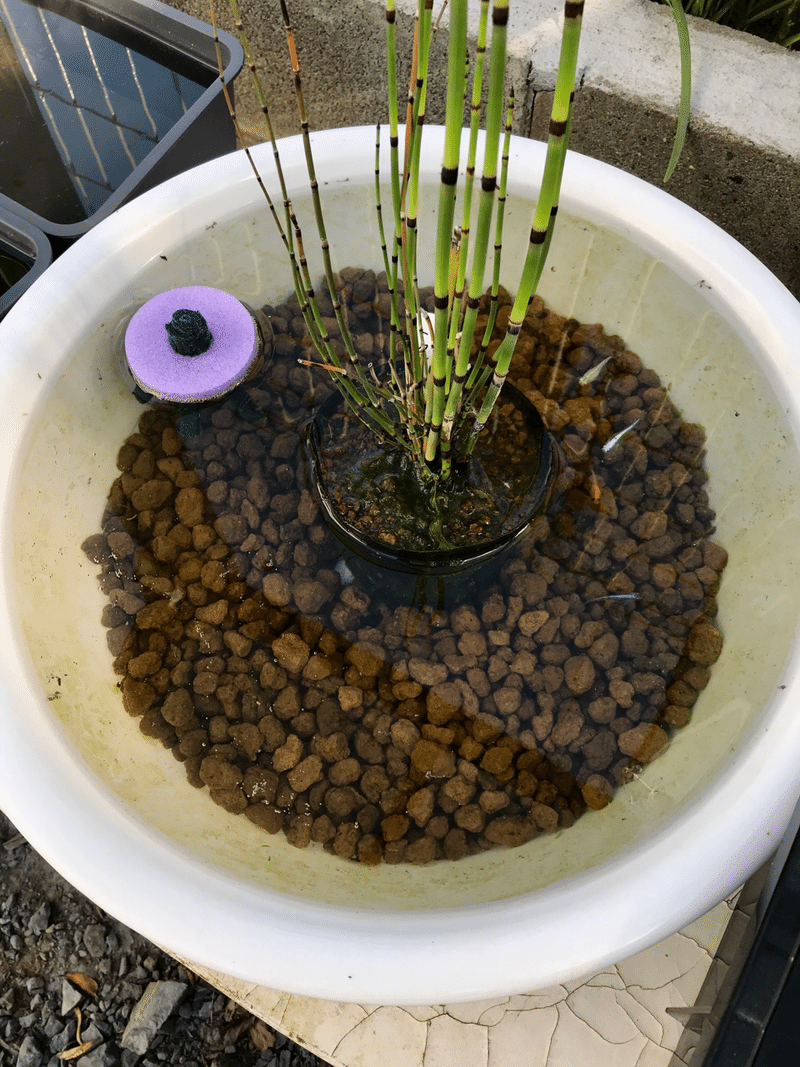 メダカ沼のための飼育ケース Funnythingz Note メダカ沼のための飼育ケース Funnythingz Note