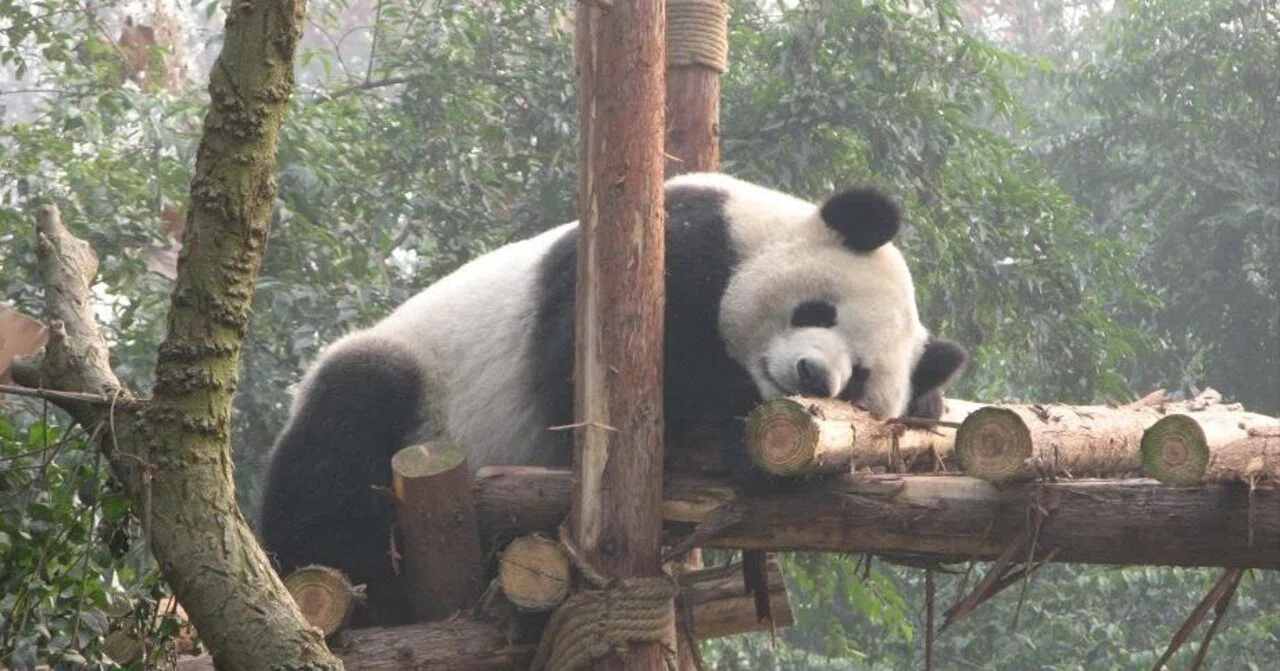 Pandas Were Beasts. The Day I Woke Up from a Dream at the Chengdu Panda ...