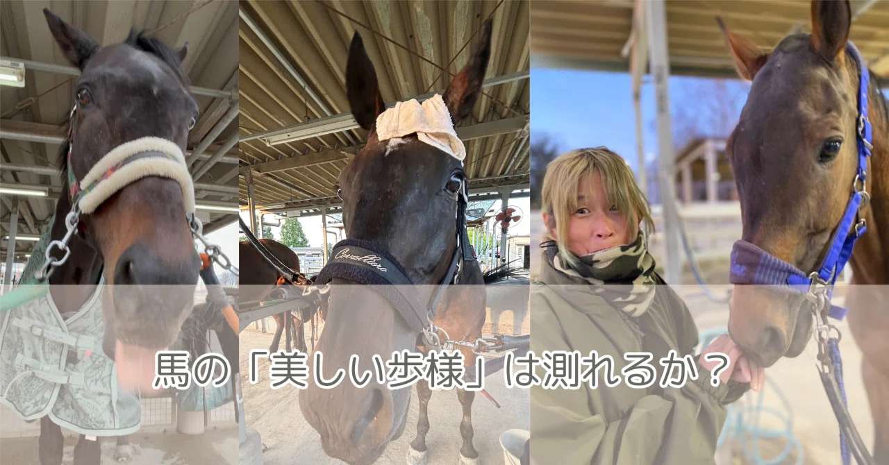 [PM Techniques Learned from Horses] Can a Horse's 'Beautiful Gait' Be ...