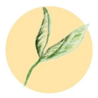 小家エマ