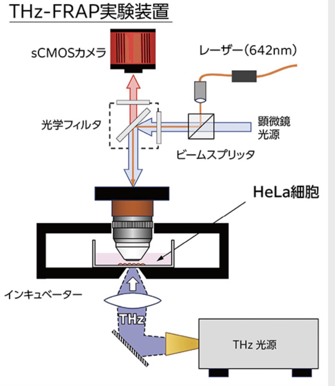 テラヘルツ波が細胞にもたらす影響を探る｜余談が好き 技術な話