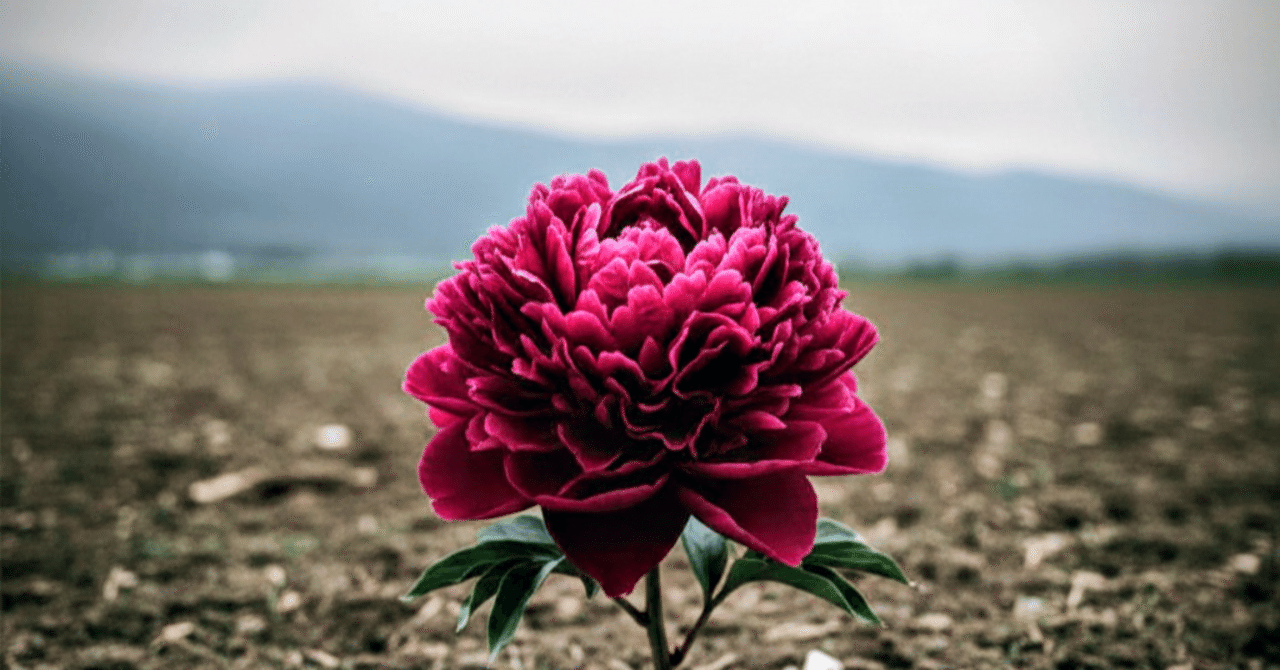 牡丹｜nonoinfinity