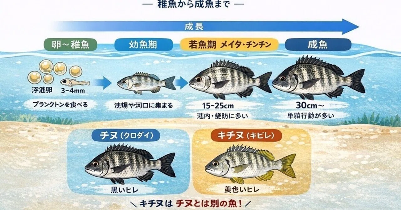 チヌ（黒鯛）の稚魚から成魚まで｜まさくん
