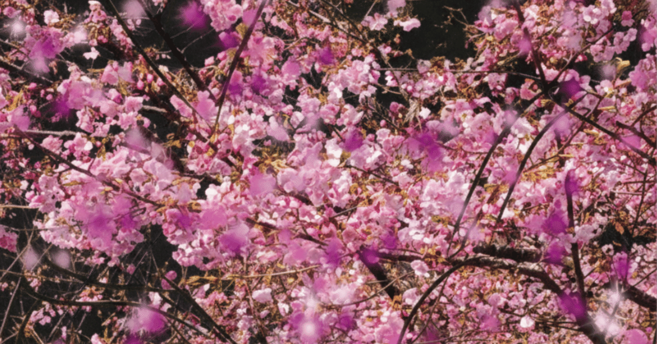 河津桜：二首｜Kei