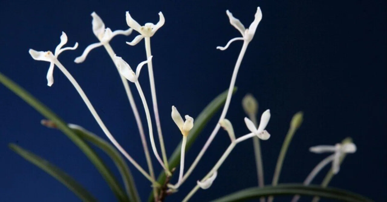 富貴蘭「高野の華」の花（過去の画像倉庫から）｜KJ Morison