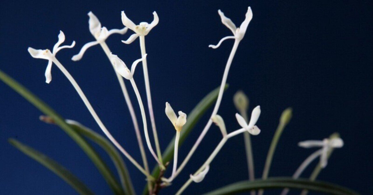 富貴蘭「高野の華」の花（過去の画像倉庫から）｜KJ Morison