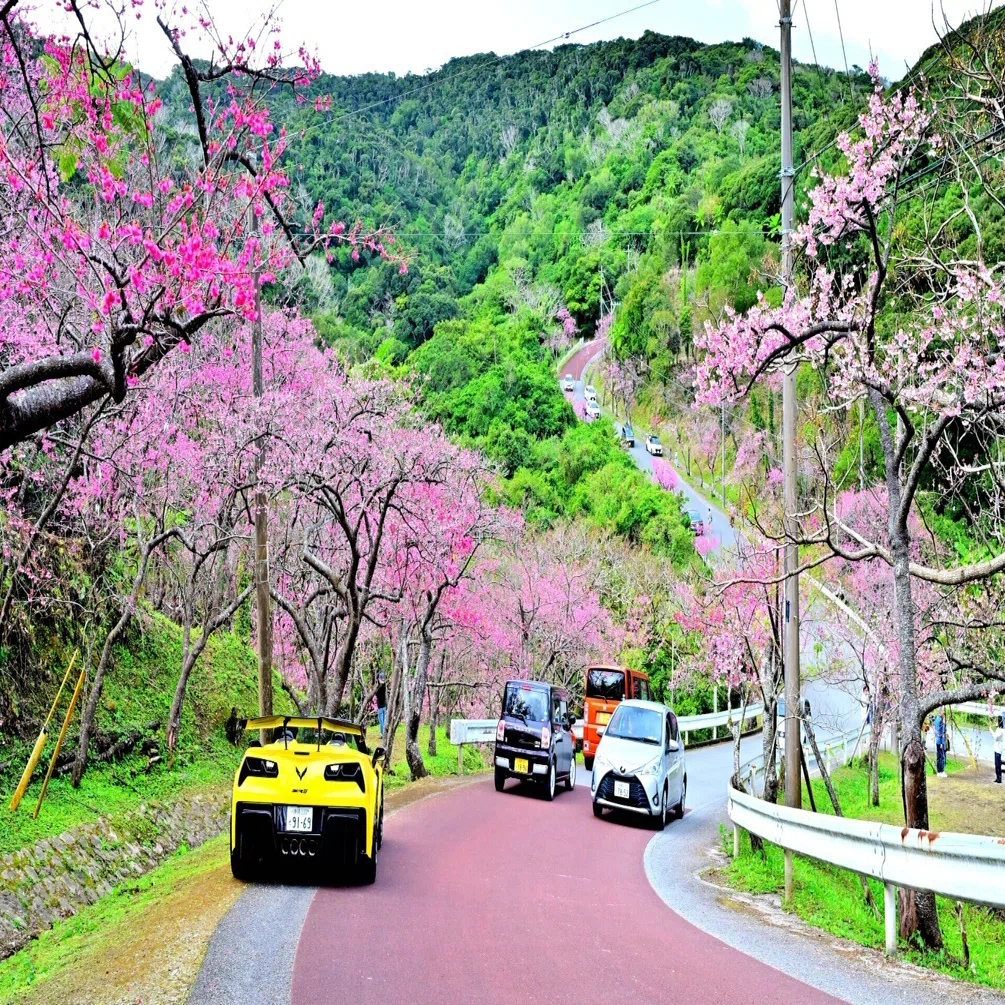 日本一早い桜まつり」の八重岳に寒緋桜を見に行く｜Heira.K