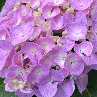あずき