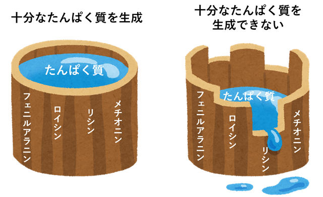 身体の構成源となる三大栄養素 タンパク質編 阿部 陸 筋トレの価値を伝えるトレーナー Note
