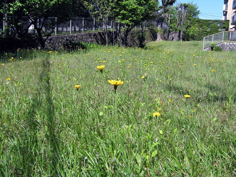 芝生の花a