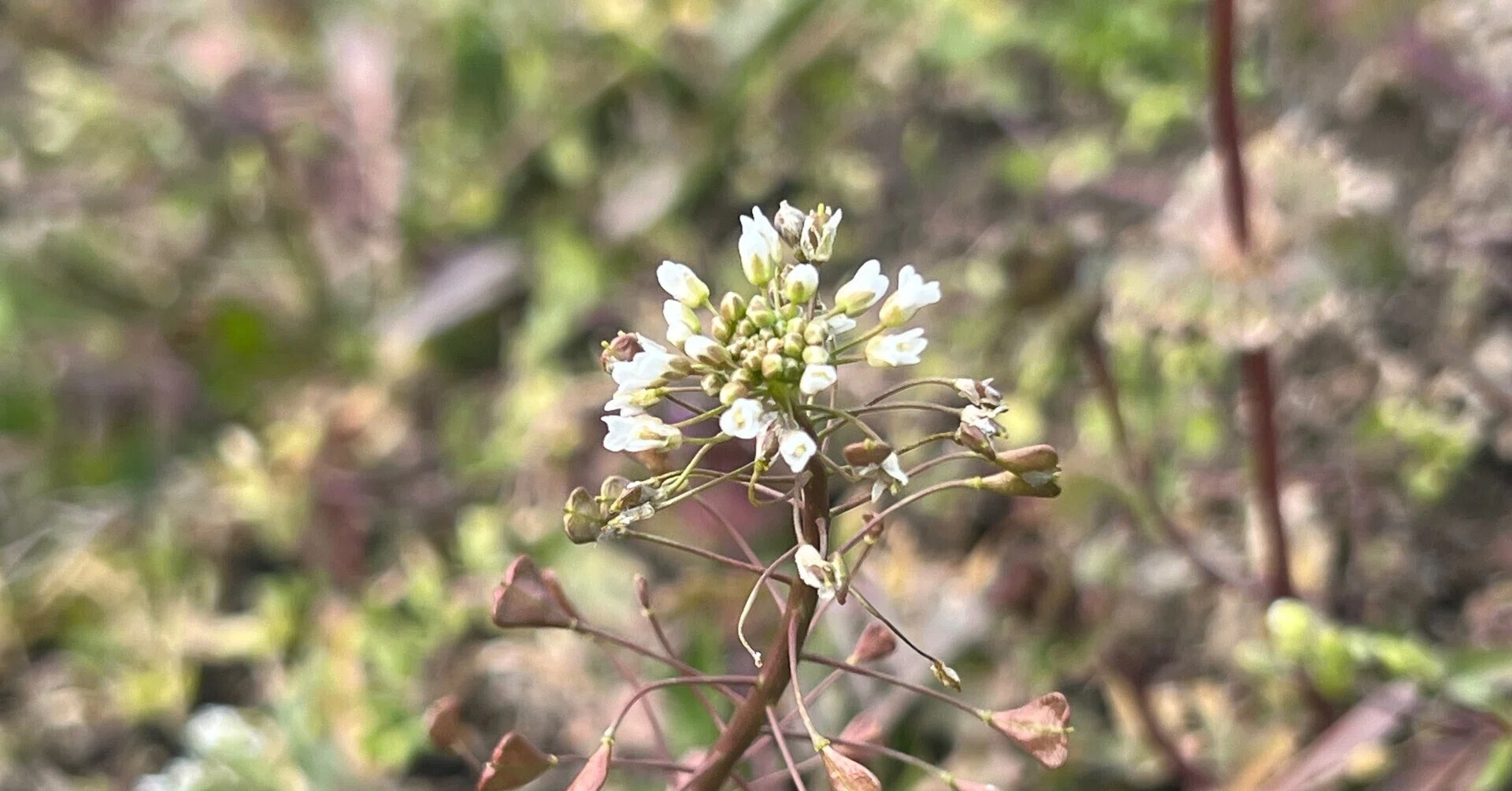ぺんぺん草｜＜ 京都黒いちじく ＞ おおつき農園