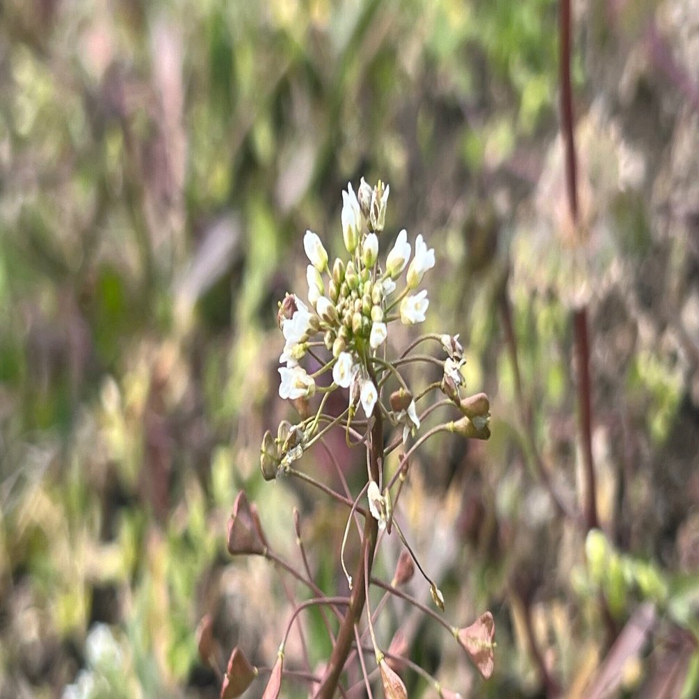 ぺんぺん草｜＜ 京都黒いちじく ＞ おおつき農園