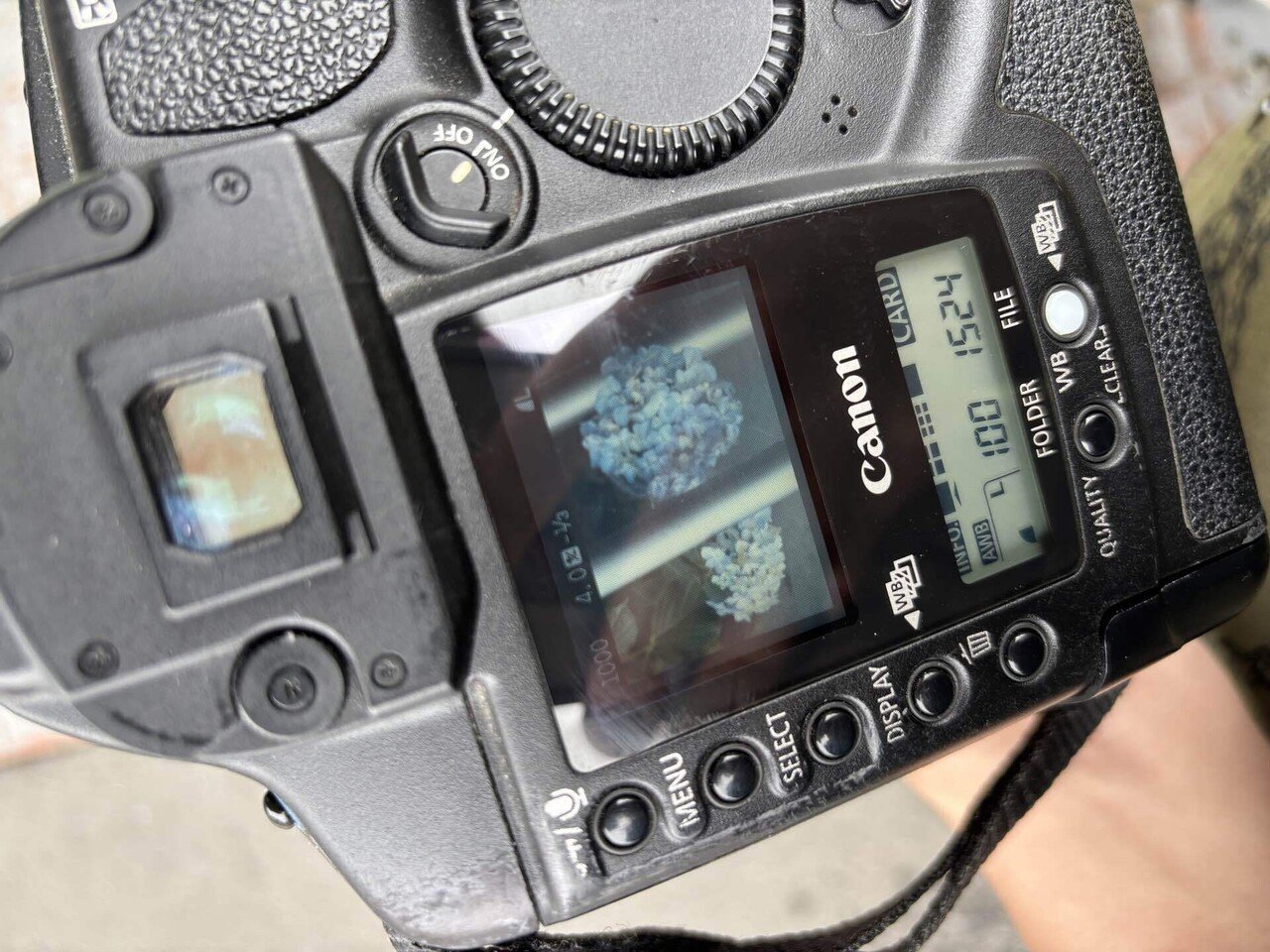 APS-HのCCDだ Canon EOS-1D初代｜けいふ